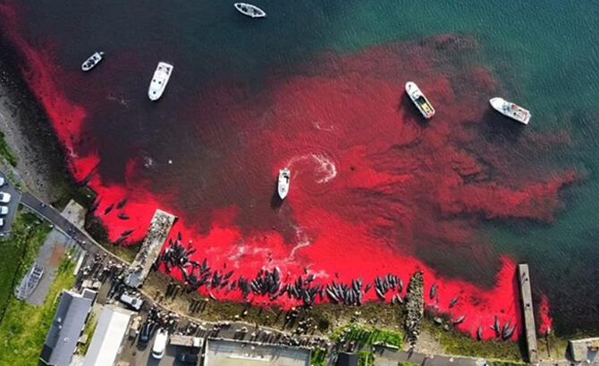 Faroe Adaları'nda 1.428 balina ve yunus öldürüldü