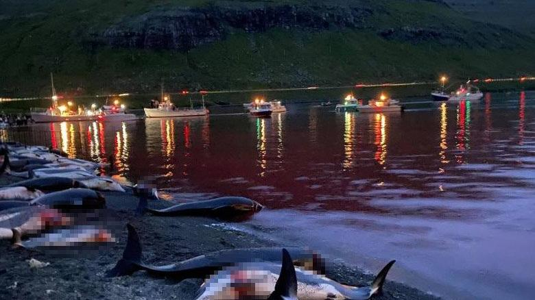 Faroe Adaları'nda 1.428 balina ve yunus öldürüldü