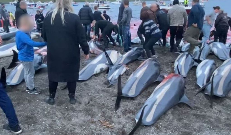 Faroe Adaları'nda 1.428 balina ve yunus öldürüldü