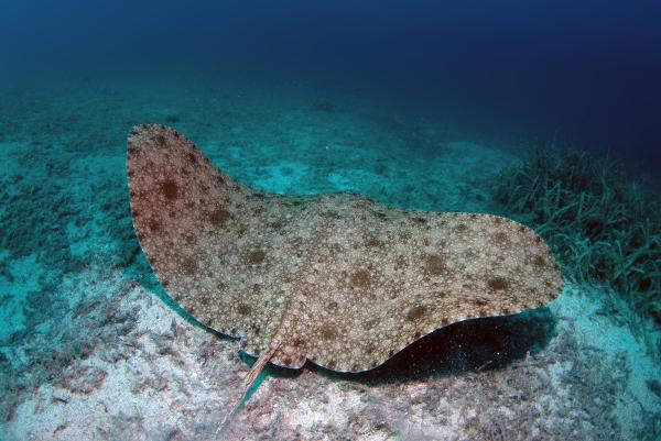 Akdeniz'de 62 türün nesli tehlike altında