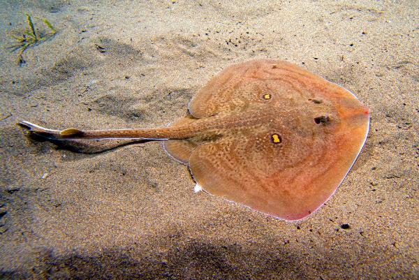 Akdeniz'de 62 türün nesli tehlike altında