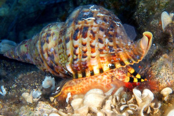 Akdeniz'de 62 türün nesli tehlike altında