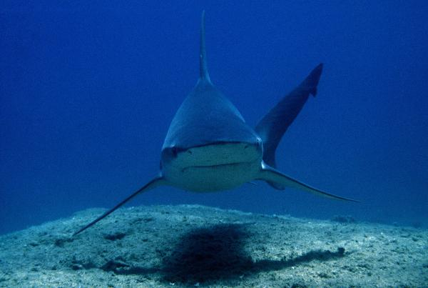 Akdeniz'de 62 türün nesli tehlike altında