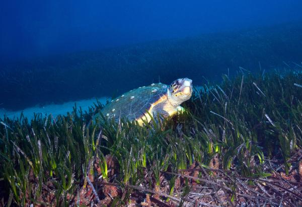 Akdeniz'de 62 türün nesli tehlike altında