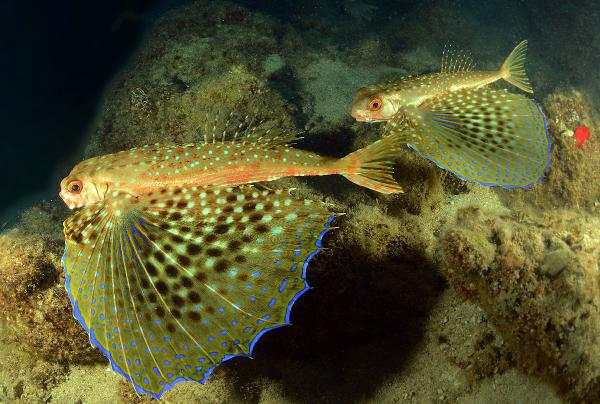 Akdeniz'de 62 türün nesli tehlike altında