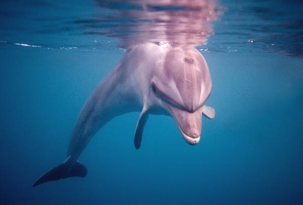 Akdeniz'de 62 türün nesli tehlike altında