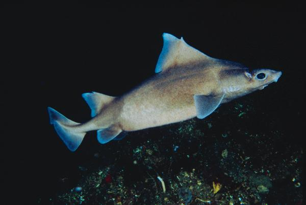 Akdeniz'de 62 türün nesli tehlike altında