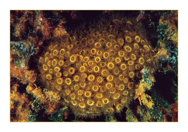 Akdeniz'de 62 türün nesli tehlike altında