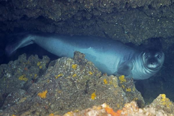 Akdeniz'de 62 türün nesli tehlike altında