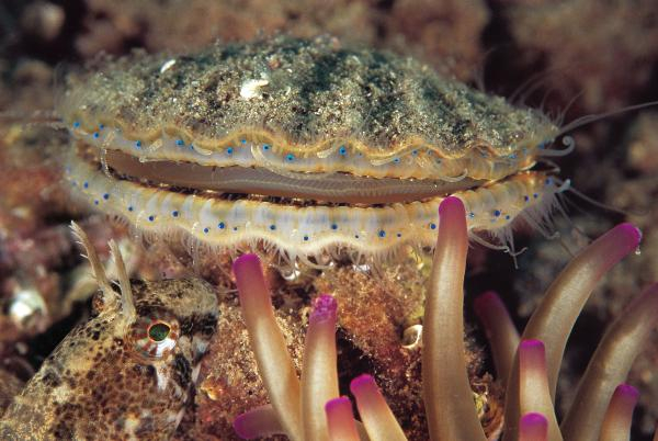 Akdeniz'de 62 türün nesli tehlike altında