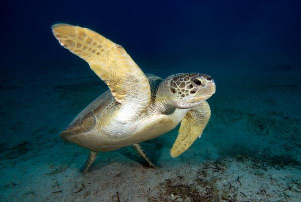 Akdeniz'de 62 türün nesli tehlike altında