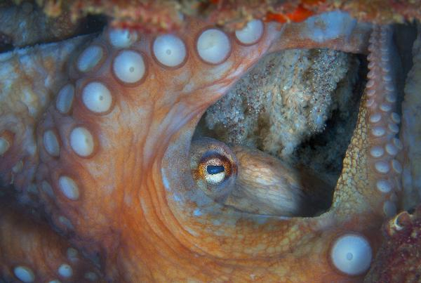 Akdeniz'de 62 türün nesli tehlike altında