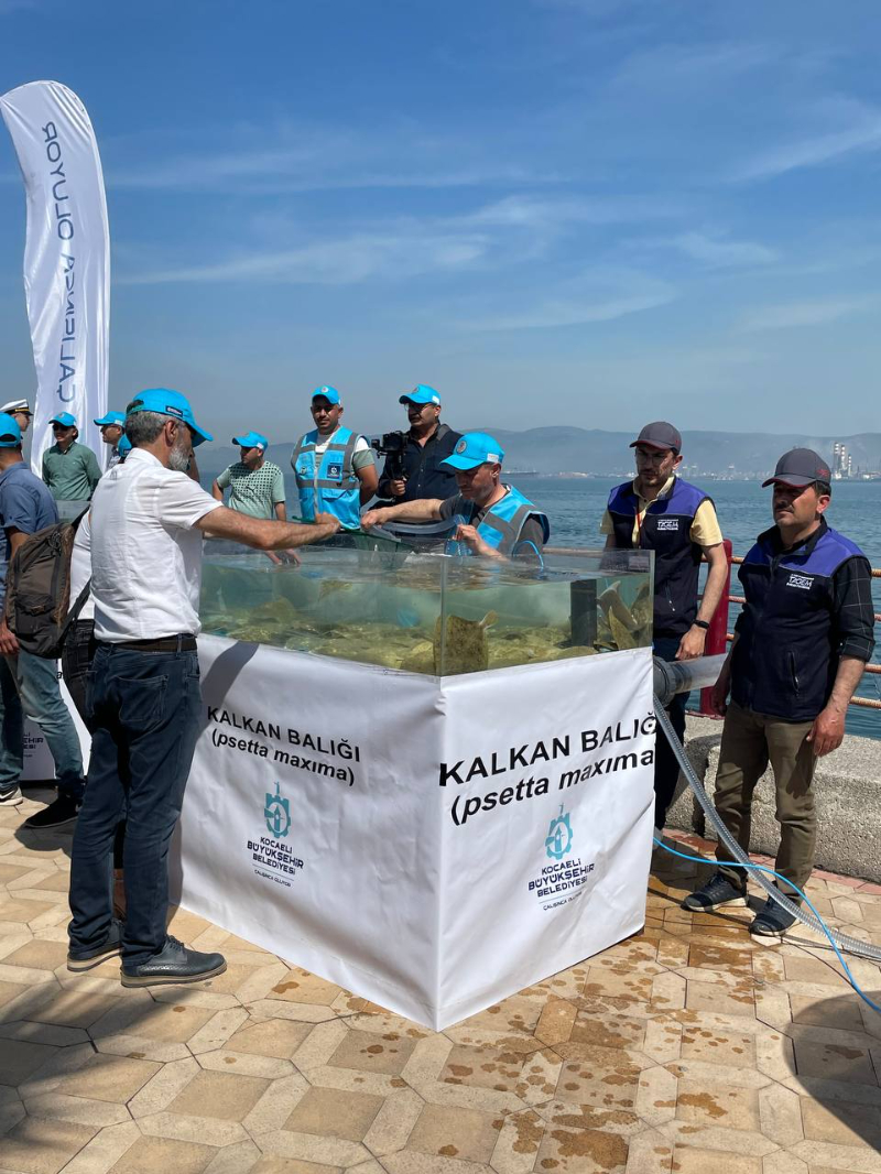 İzmit Körfezi'ne 6 bin çipura, levrek ve kalkan bırakıldı