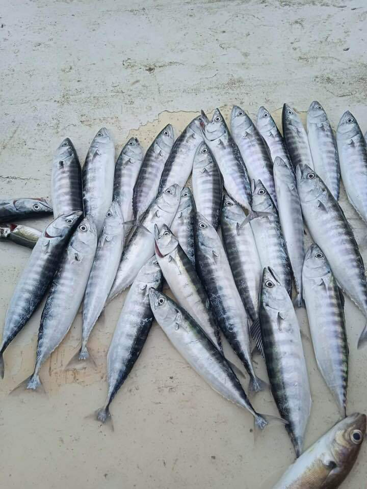 Karadeniz'den bebek palamut manzaraları (YORUMSUZ)