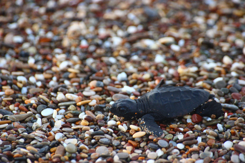 Manavgat'ta caretta caretta yavruları mavi sularla buluşmaya başladı