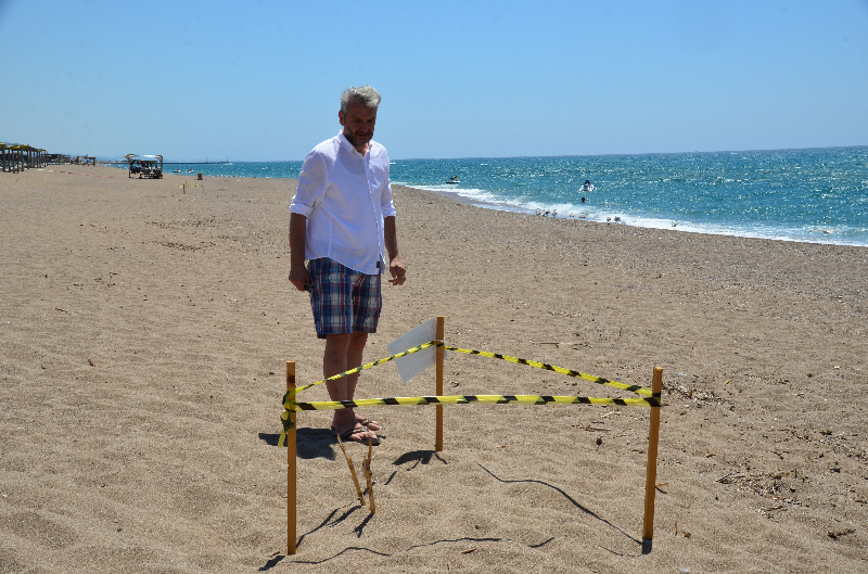 Manavgat'ta caretta caretta yavruları mavi sularla buluşmaya başladı