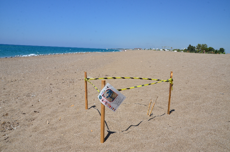 Manavgat'ta caretta caretta yavruları mavi sularla buluşmaya başladı