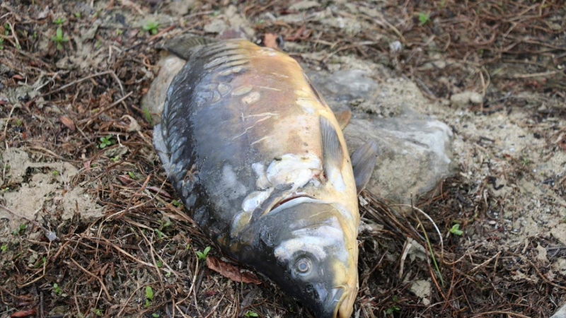 Bolu Gölköy'de balık ölümleri araştırılıyor