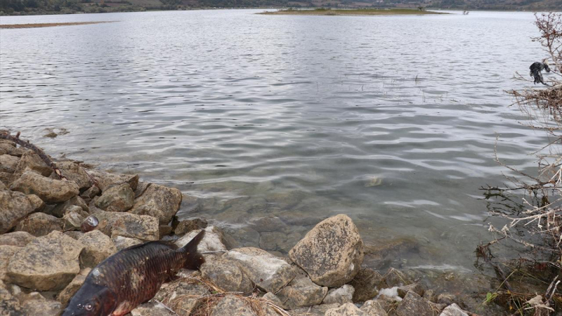 Bolu Gölköy'de balık ölümleri araştırılıyor