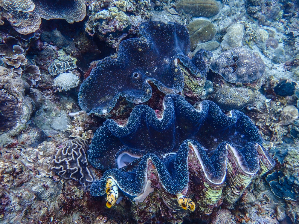 Filipinler'de ender bulunan deniz canlısı türü olan Dev İstiridye Batangas'ta görüntülendi