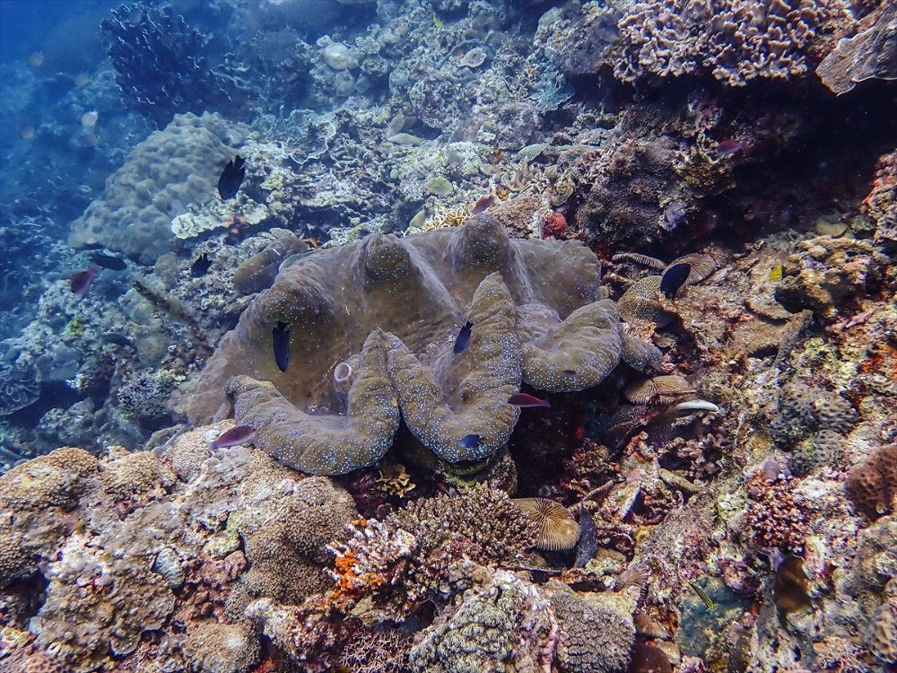 Filipinler'de ender bulunan deniz canlısı türü olan Dev İstiridye Batangas'ta görüntülendi