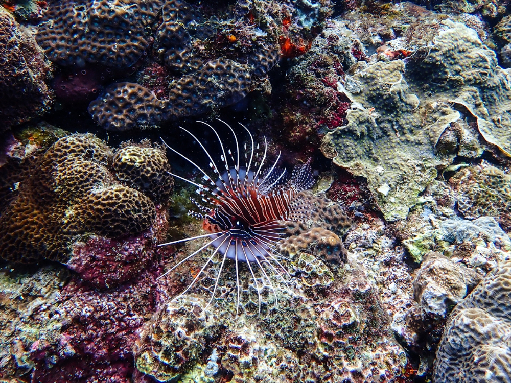 Filipinler'de ender bulunan deniz canlısı türü olan Dev İstiridye Batangas'ta görüntülendi