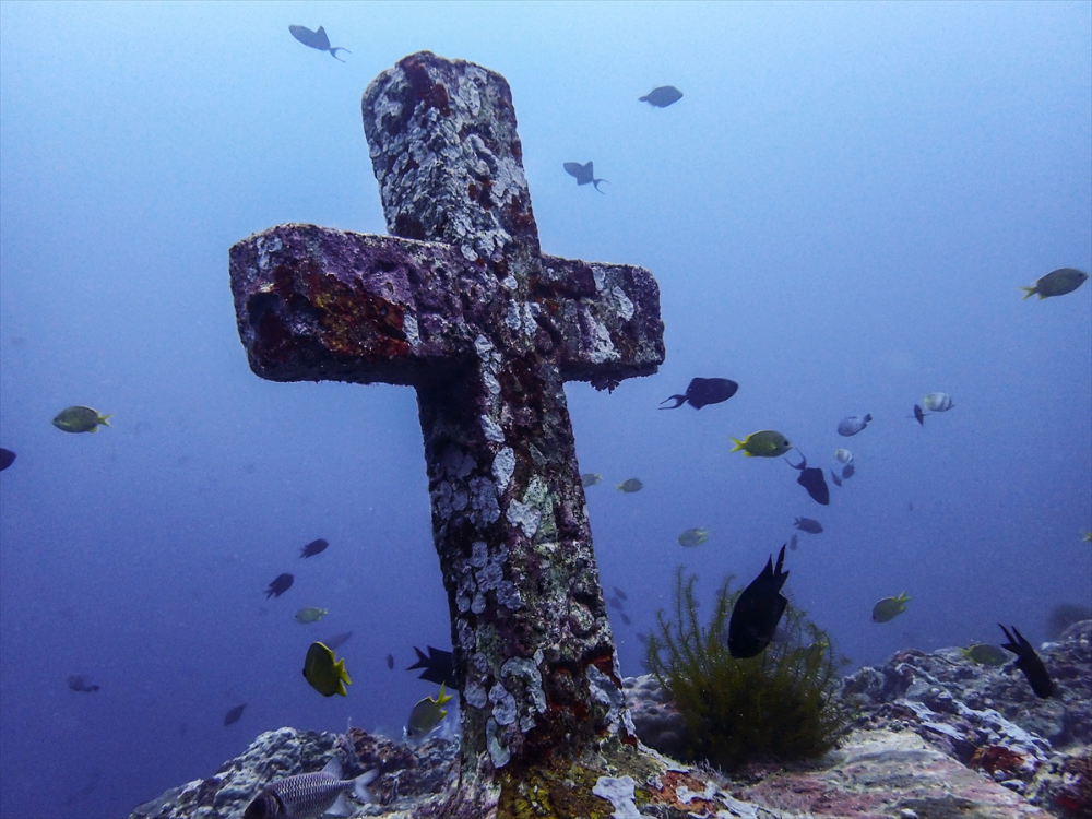 Filipinler'de ender bulunan deniz canlısı türü olan Dev İstiridye Batangas'ta görüntülendi