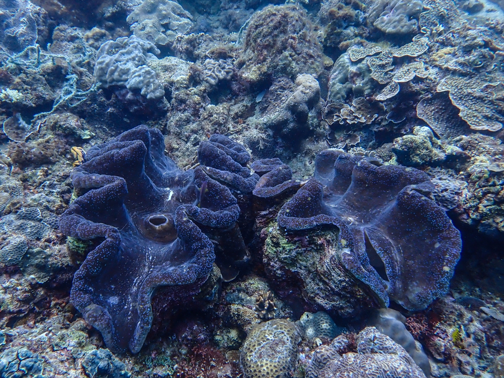 Filipinler'de ender bulunan deniz canlısı türü olan Dev İstiridye Batangas'ta görüntülendi