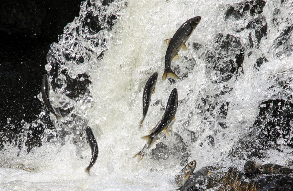 Jandarma ekipleri göç yolculuğundaki inci kefalini koruyor
