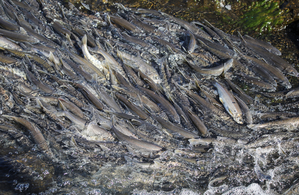 Jandarma ekipleri göç yolculuğundaki inci kefalini koruyor