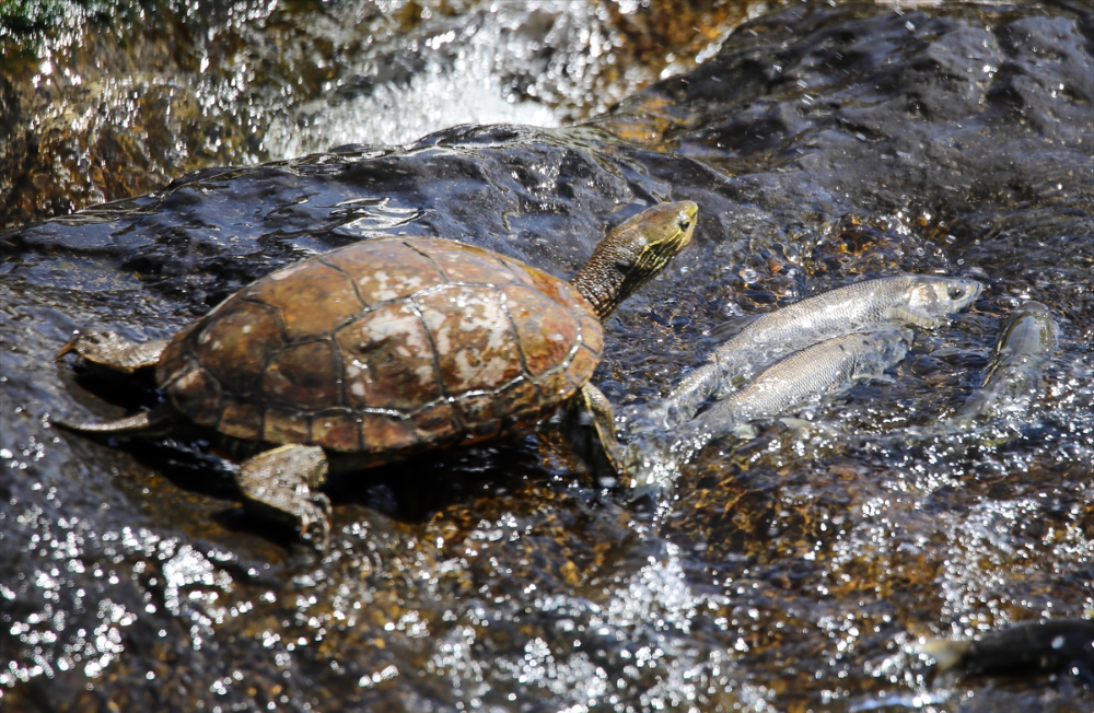 Jandarma ekipleri göç yolculuğundaki inci kefalini koruyor