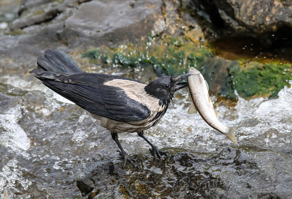 Jandarma ekipleri göç yolculuğundaki inci kefalini koruyor
