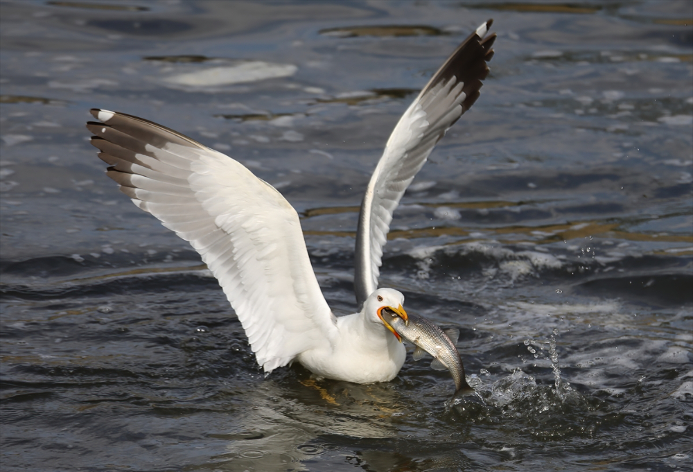 Jandarma ekipleri göç yolculuğundaki inci kefalini koruyor