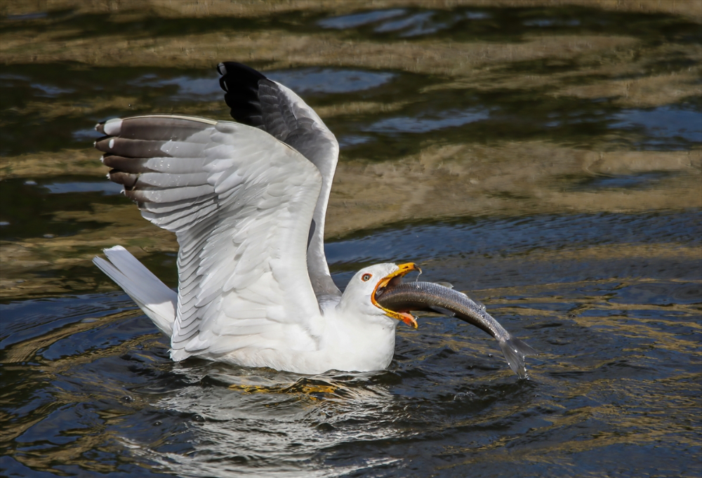 Jandarma ekipleri göç yolculuğundaki inci kefalini koruyor