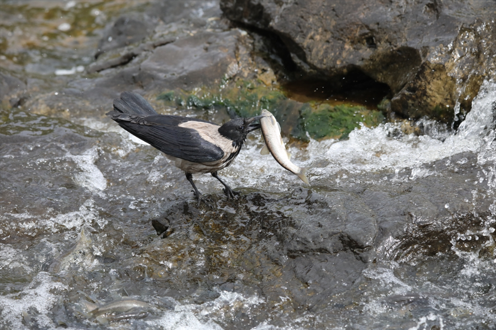 Jandarma ekipleri göç yolculuğundaki inci kefalini koruyor