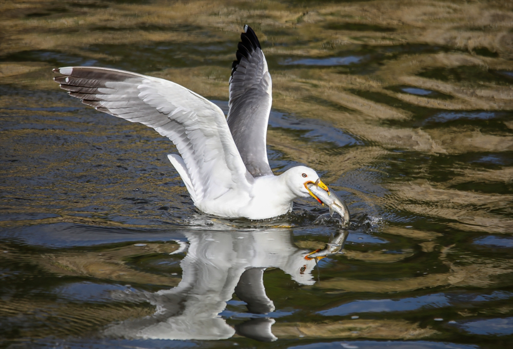 Jandarma ekipleri göç yolculuğundaki inci kefalini koruyor