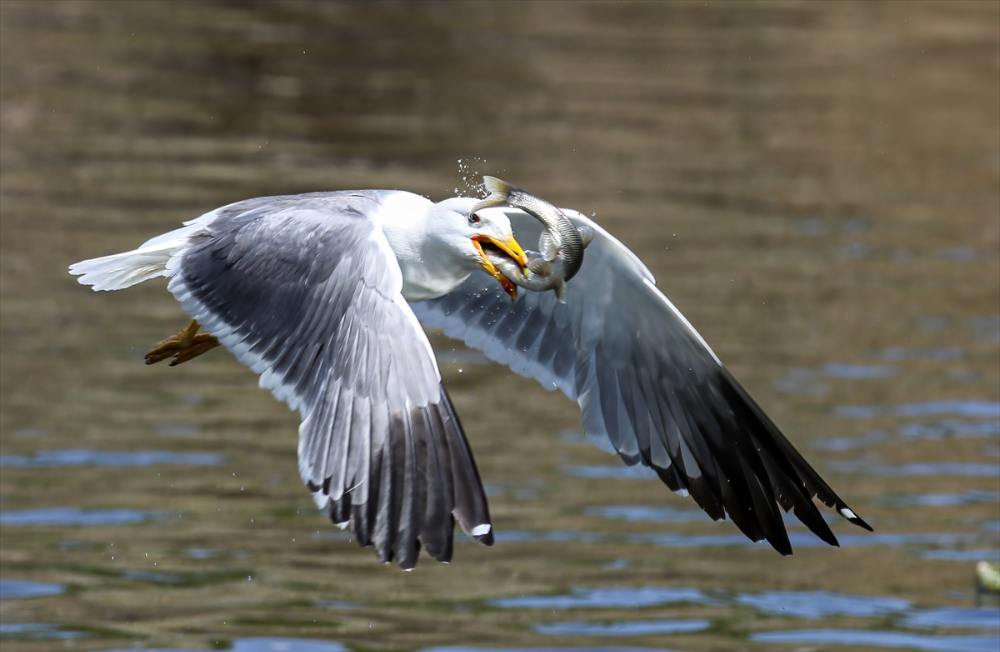 Jandarma ekipleri göç yolculuğundaki inci kefalini koruyor
