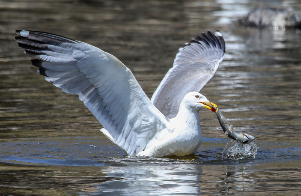 Jandarma ekipleri göç yolculuğundaki inci kefalini koruyor