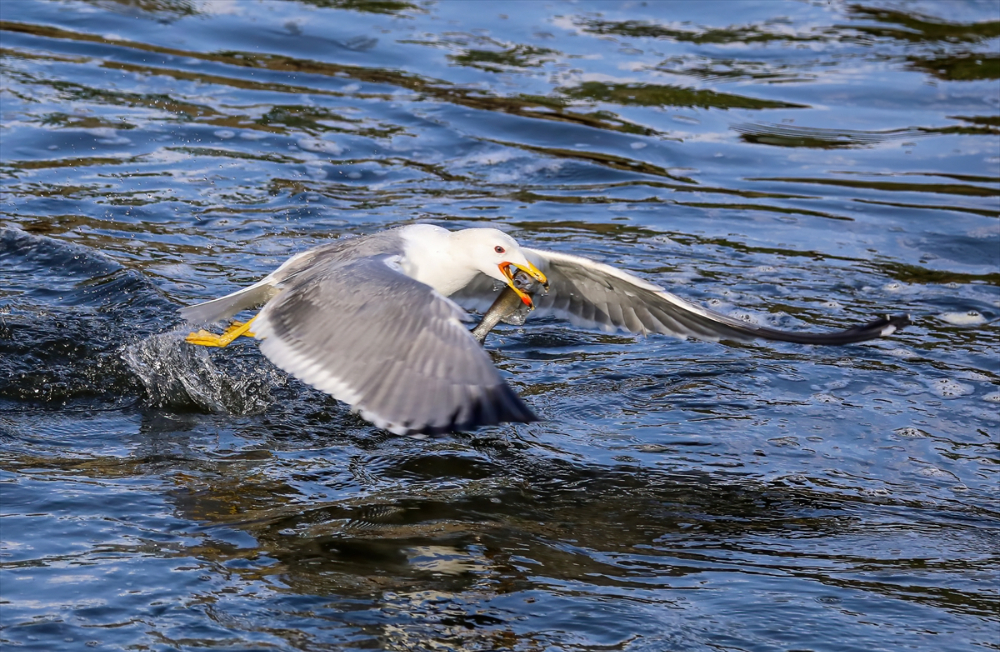 Jandarma ekipleri göç yolculuğundaki inci kefalini koruyor