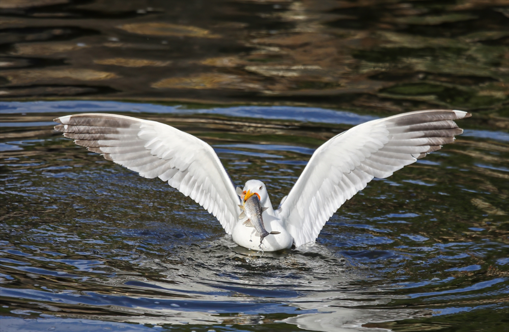 Jandarma ekipleri göç yolculuğundaki inci kefalini koruyor
