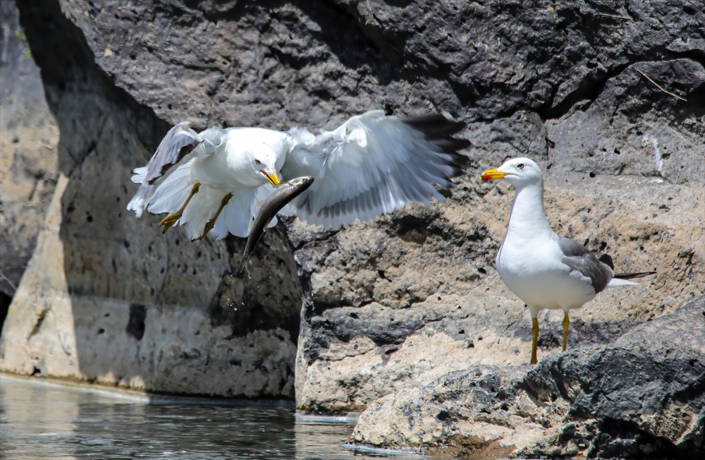 Jandarma ekipleri göç yolculuğundaki inci kefalini koruyor