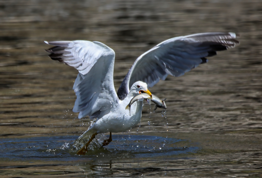Jandarma ekipleri göç yolculuğundaki inci kefalini koruyor