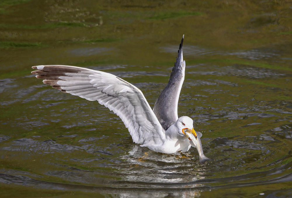 Jandarma ekipleri göç yolculuğundaki inci kefalini koruyor