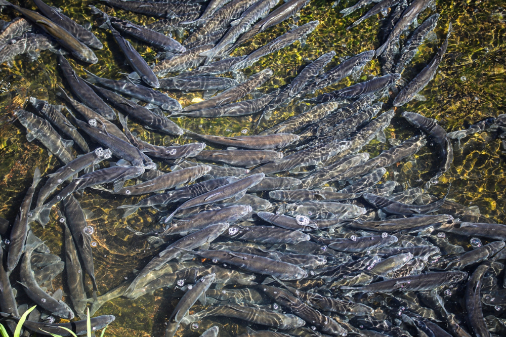 Jandarma ekipleri göç yolculuğundaki inci kefalini koruyor