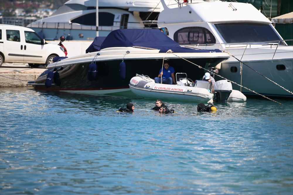Bodrum'da deniz dibi temizliği yapıldı, 30 bin balık yavrusu denize bırakıldı