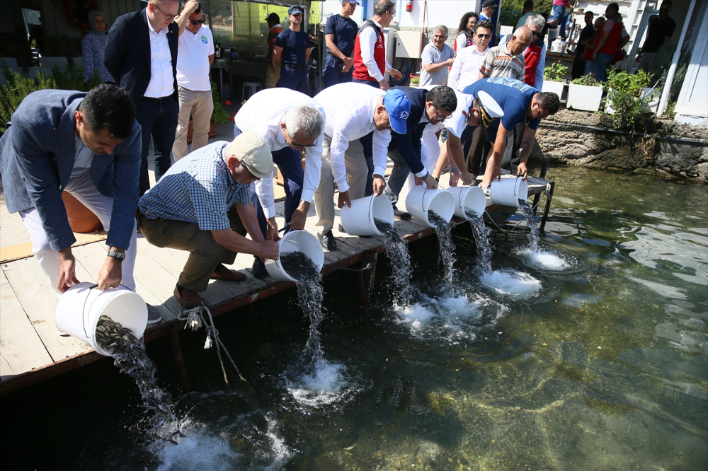 Bodrum'da deniz dibi temizliği yapıldı, 30 bin balık yavrusu denize bırakıldı