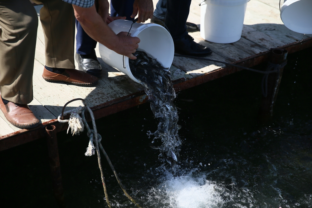 Bodrum'da deniz dibi temizliği yapıldı, 30 bin balık yavrusu denize bırakıldı