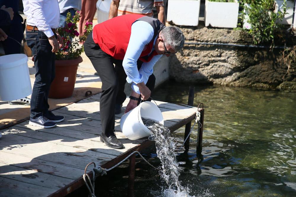 Bodrum'da deniz dibi temizliği yapıldı, 30 bin balık yavrusu denize bırakıldı