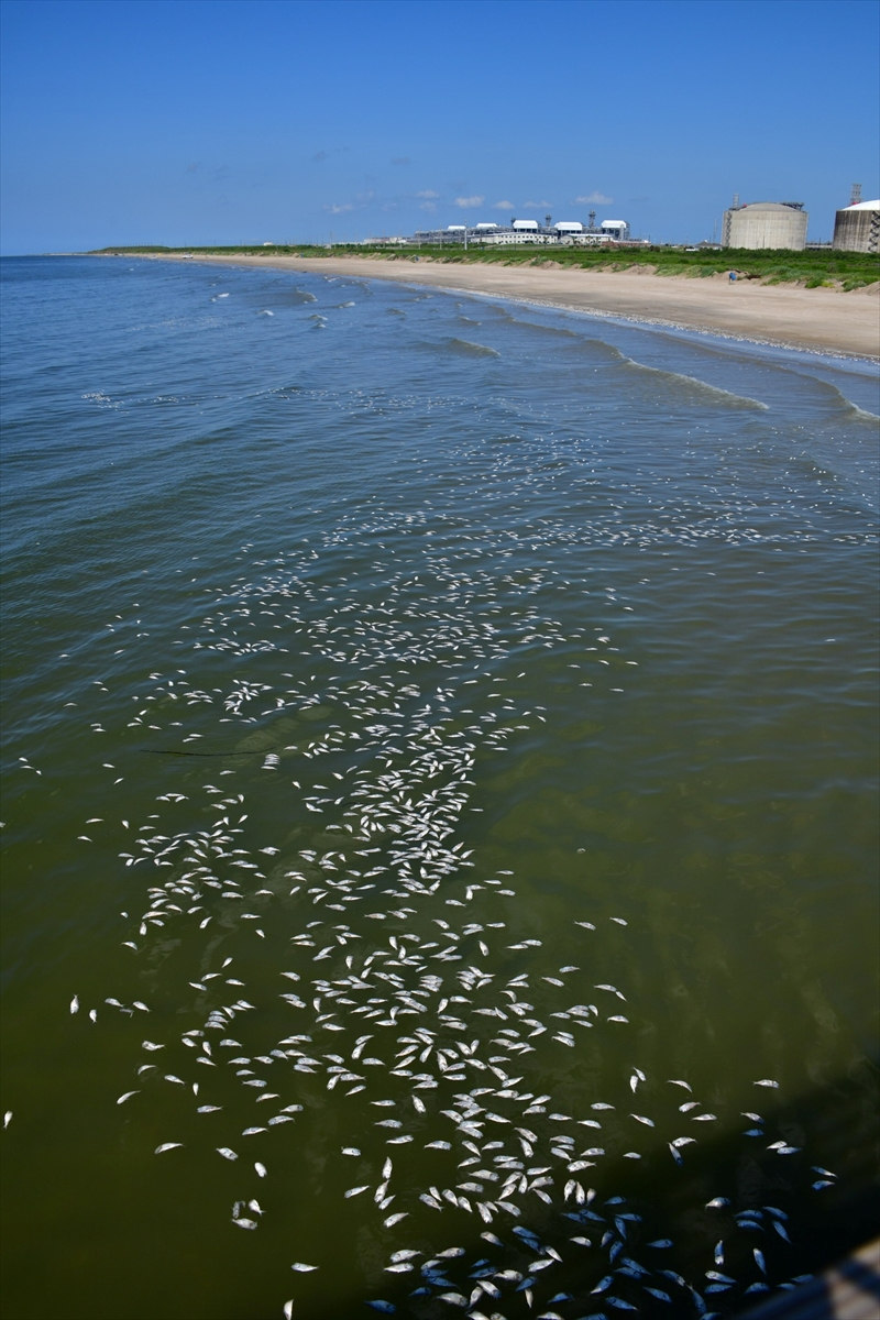 ABD'nin güney sahillerinde binlerce balık kıyıya vurdu
