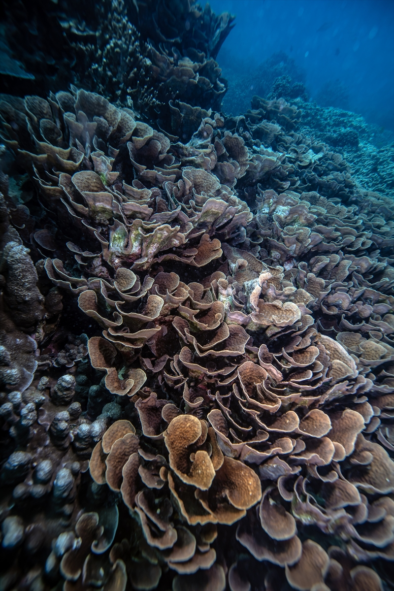 Zanzibar'ın "mercan bahçeleri" balıkçılık tehdidi altında